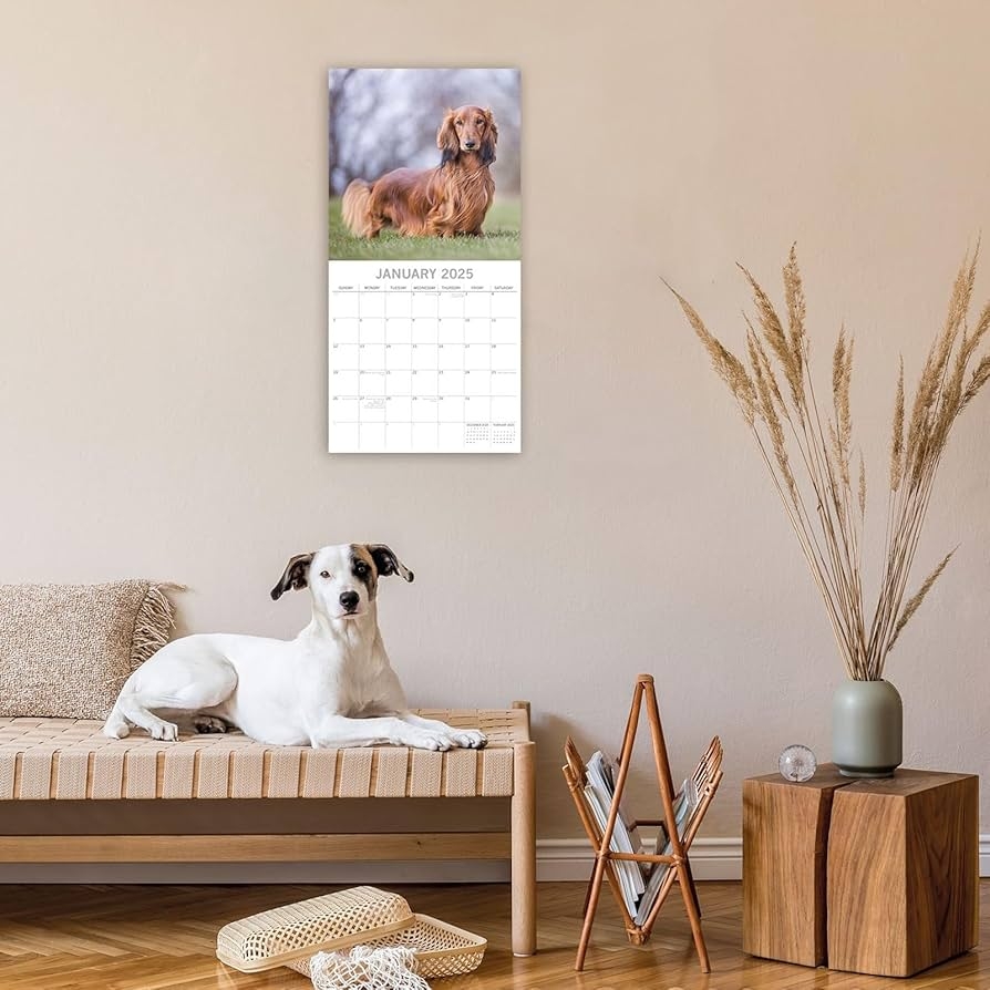 2025 Square Wall Calendar Dachshund 16 Month Paw Prints Theme With 180 Reminder Stickers 30 X 30 CM Amazon co uk Stationery Office Supplies 2025 Square Wall Calendar Dachshund 16 Month Paw Prints Theme With 180 Reminder Stickers 30 X 30 CM Amazon co uk Stationery Office Supplies