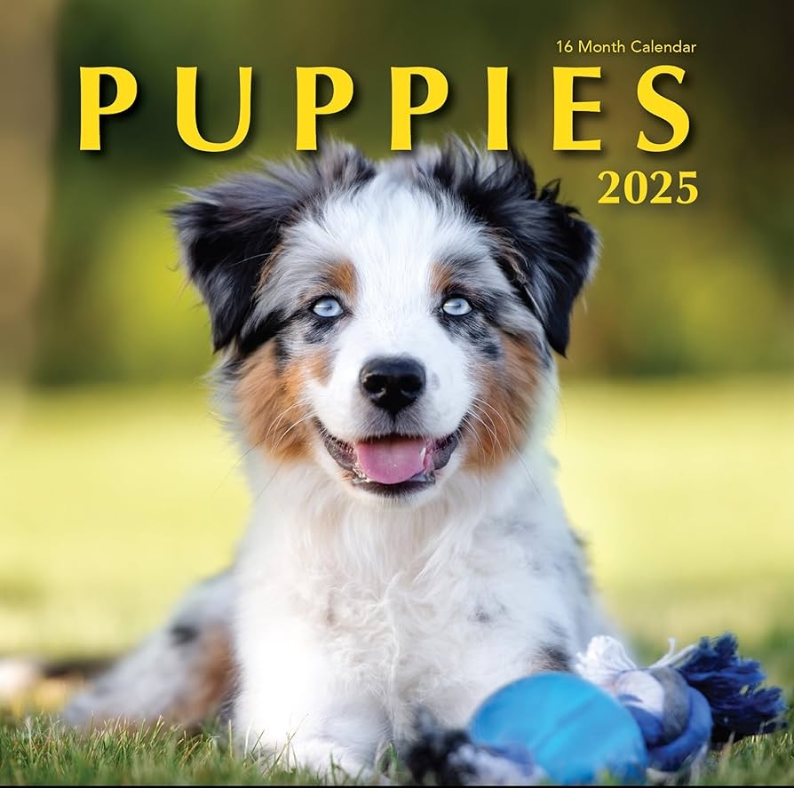 Amazon Puppies 2025 Hangable Wall Calendar Cute Funny Dog Photo Gifts Puppy Dogs Photography Large Full Page 16 Months For Organizing Planning Gift For Her 2025 Puppies Office Products Amazon Puppies 2025 Hangable Wall Calendar Cute Funny Dog Photo Gifts Puppy Dogs Photography Large Full Page 16 Months For Organizing Planning Gift For Her 2025 Puppies Office Products