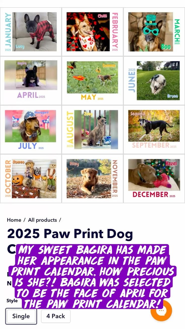 BAGIRA Is Featured In A 2025 Calendar By The Paw Print BAGIRA Is Featured In A 2025 Calendar By The Paw Print